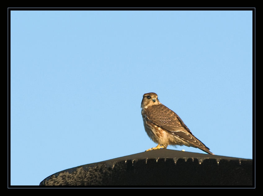 Merlin