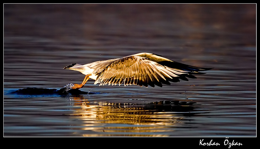 Black-headed Gull