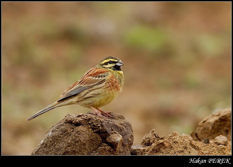 Cirl Bunting