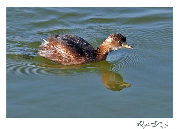 Little Grebe