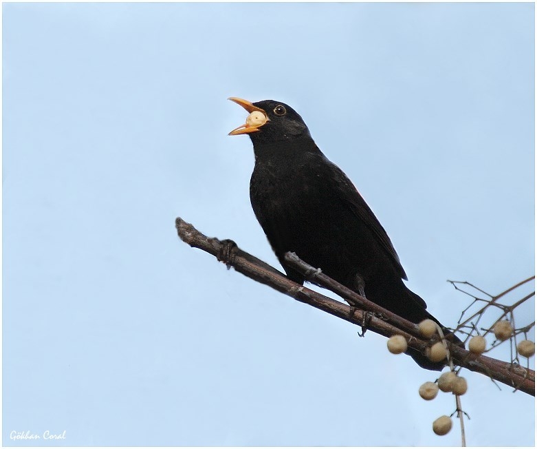 Common Blackbird