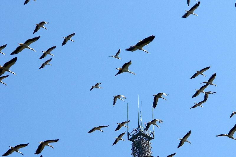 White Stork