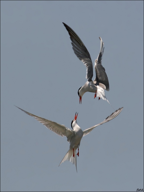 Common Tern