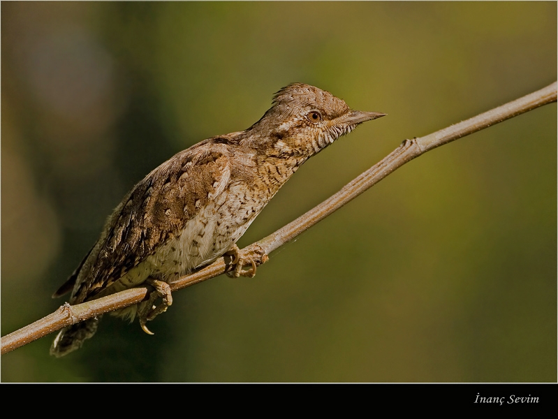 Eurasian Wryneck
