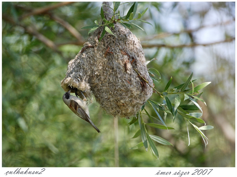 Eurasian Penduline Tit