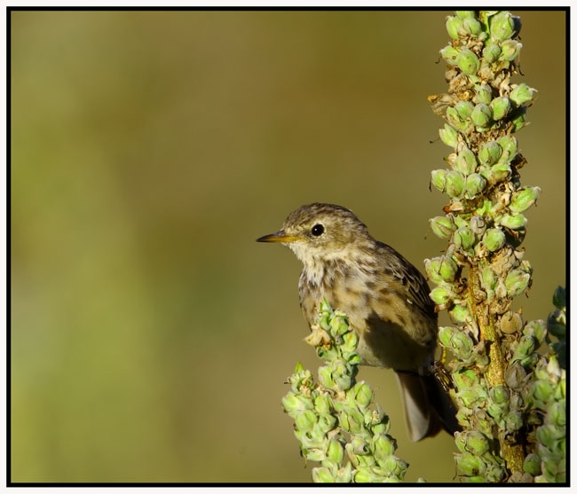 Water Pipit