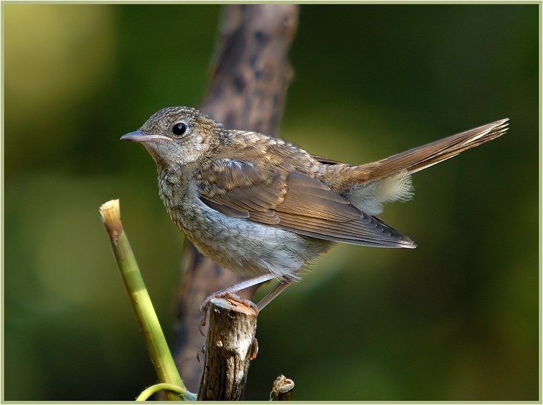 Common Nightingale