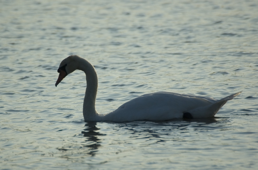 Mute Swan