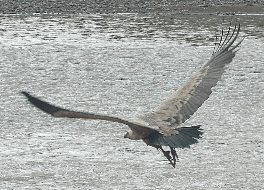 Kızıl akbaba