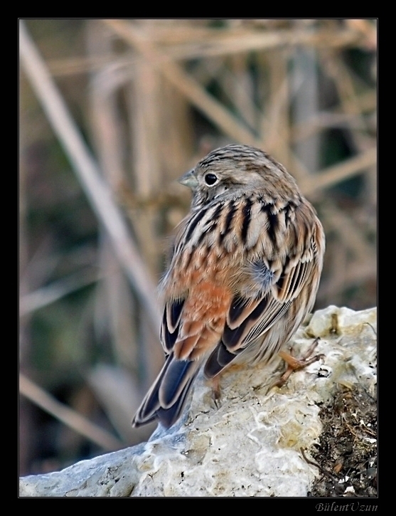 Pine Bunting