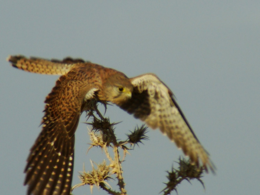 Common Kestrel