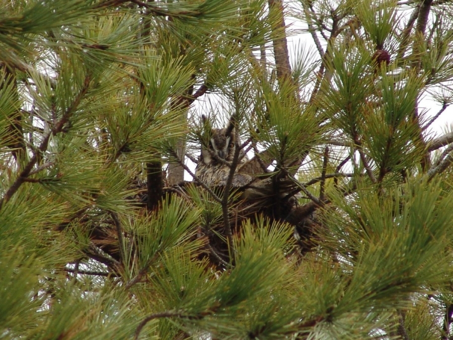 Long-eared Owl