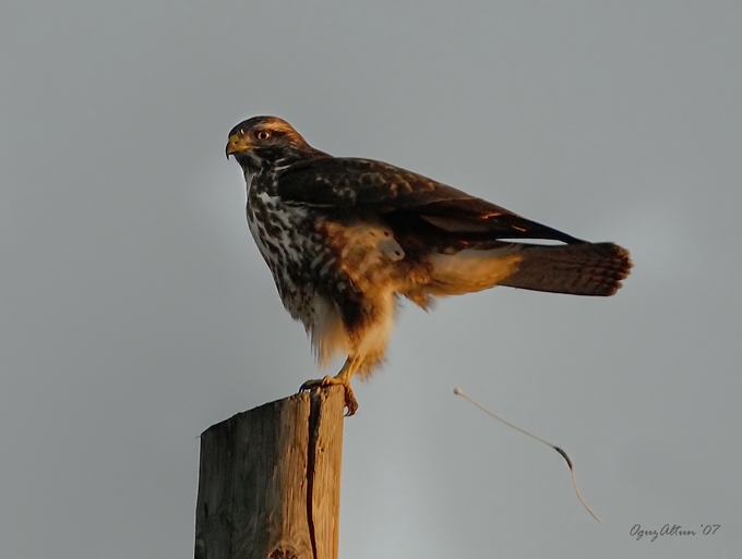 Common Buzzard