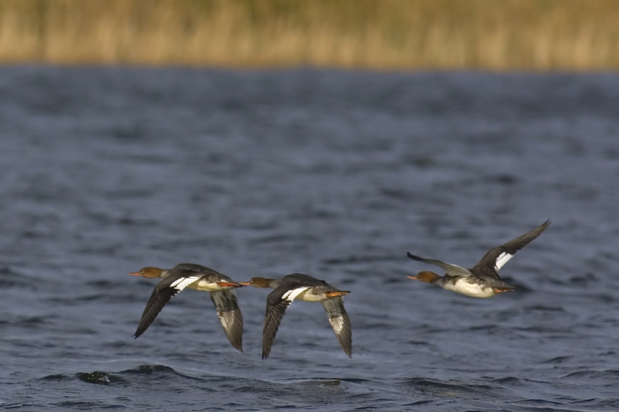 Red-breasted Merganser