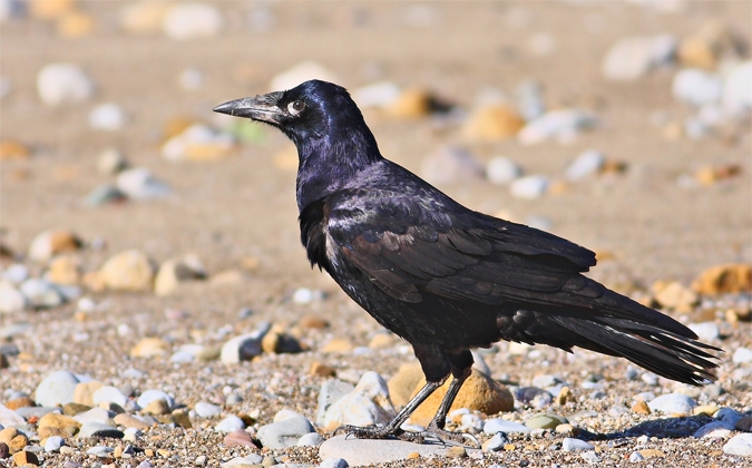 Rook