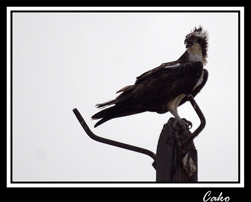 Osprey