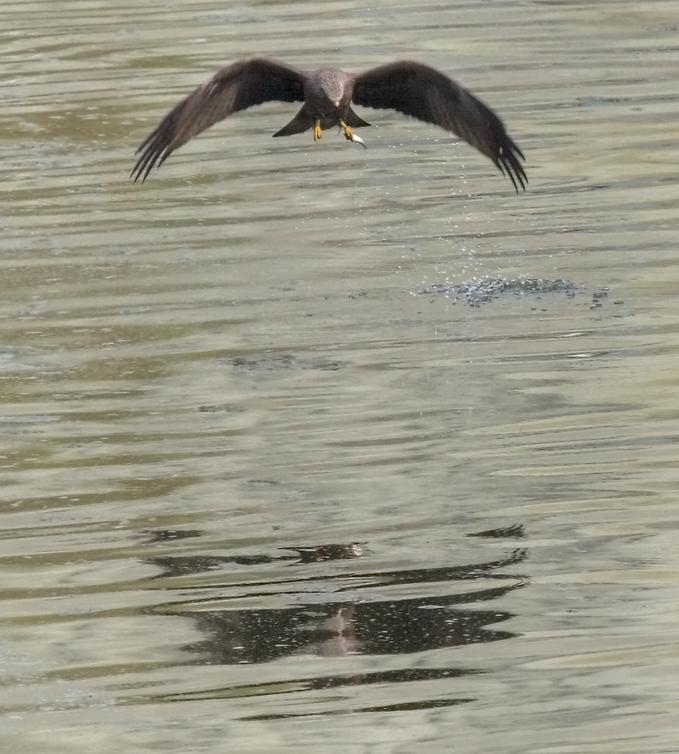Black Kite