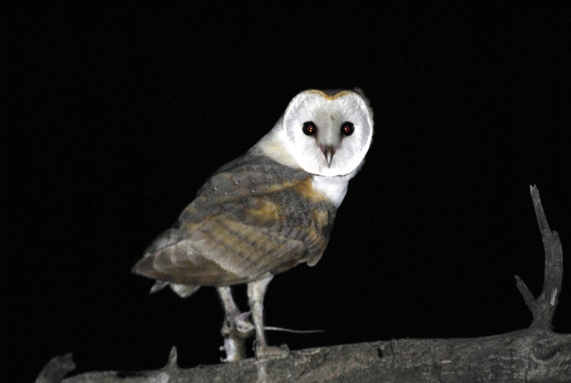 Western Barn Owl
