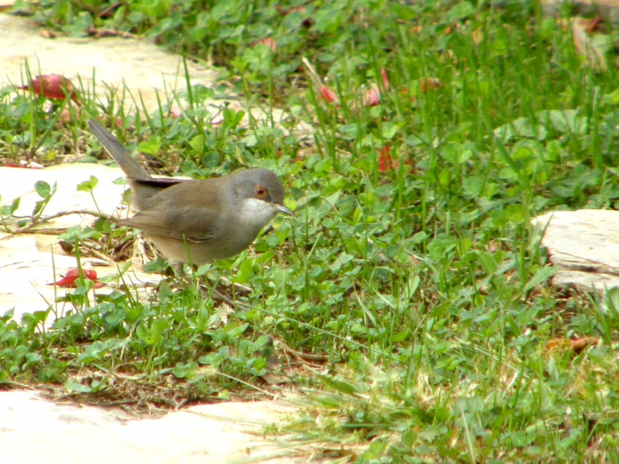 Sardinian Warbler