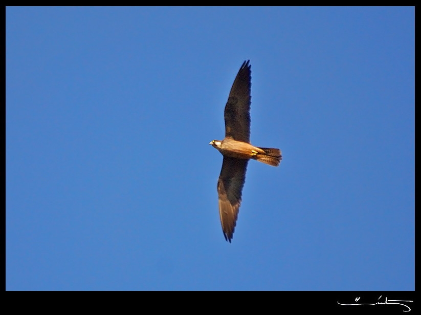 Eleonora`s Falcon