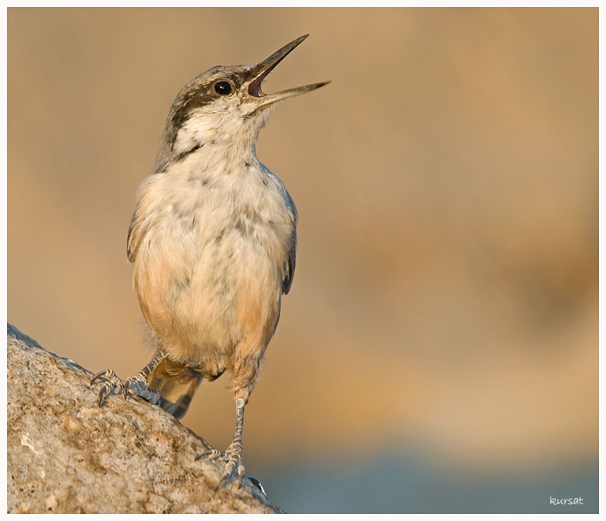 Western Rock Nuthatch