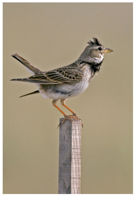 Calandra Lark