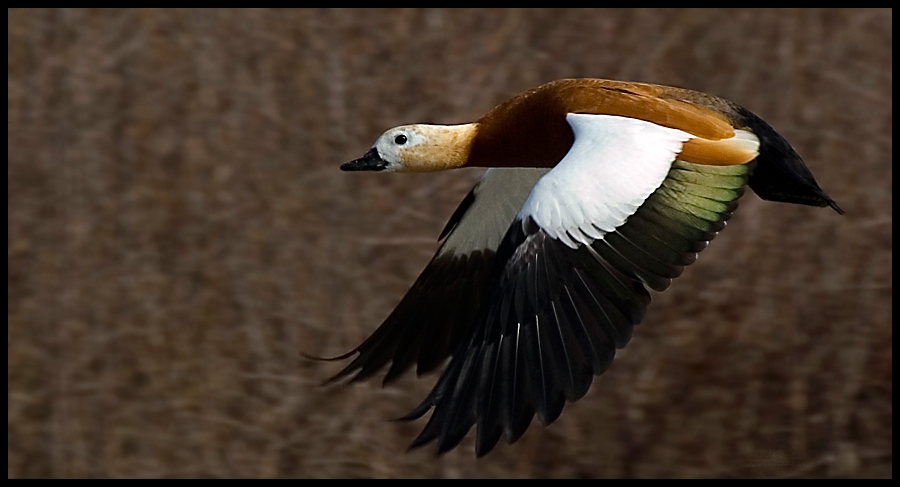 Ruddy Shelduck