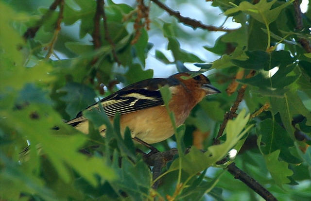 Eurasian Chaffinch