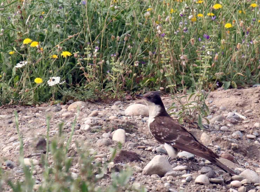 Great Spotted Cuckoo