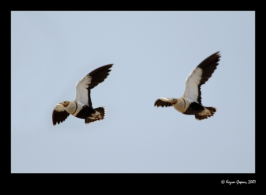 Black-bellied Sandgrouse