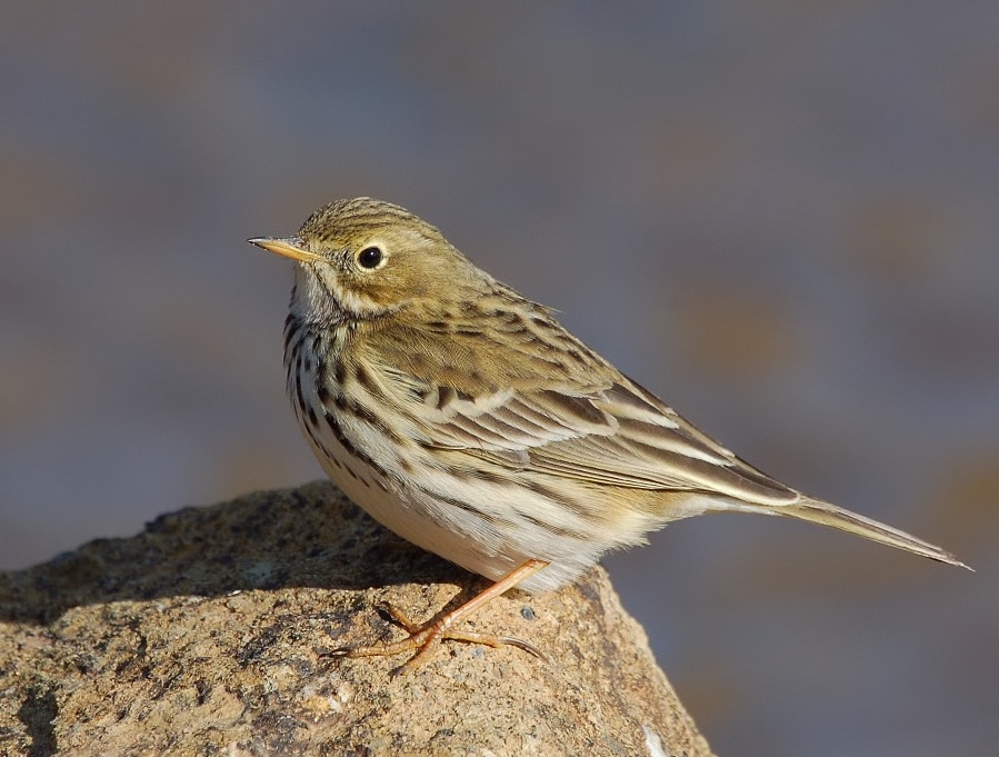 Meadow Pipit