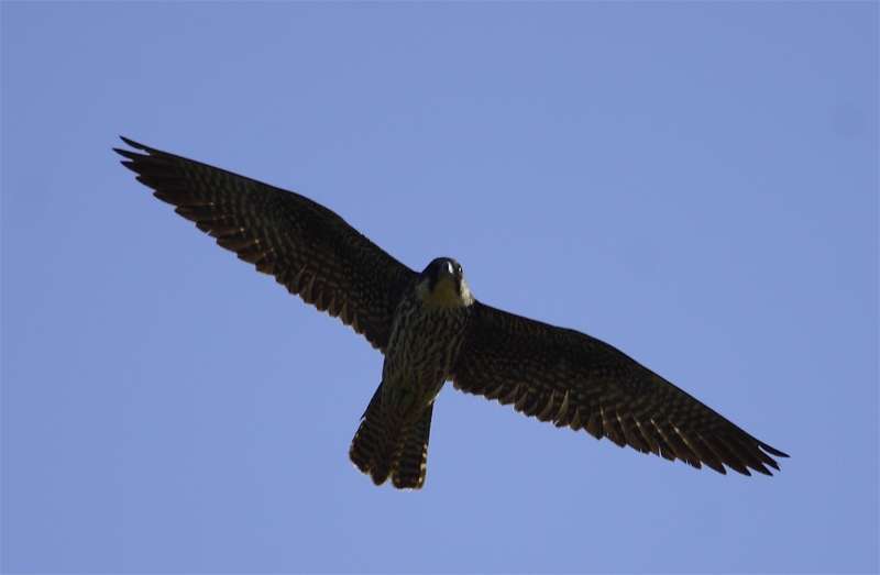 Peregrine Falcon