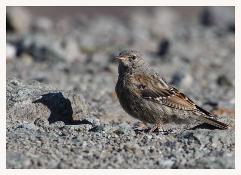 Alpine Accentor