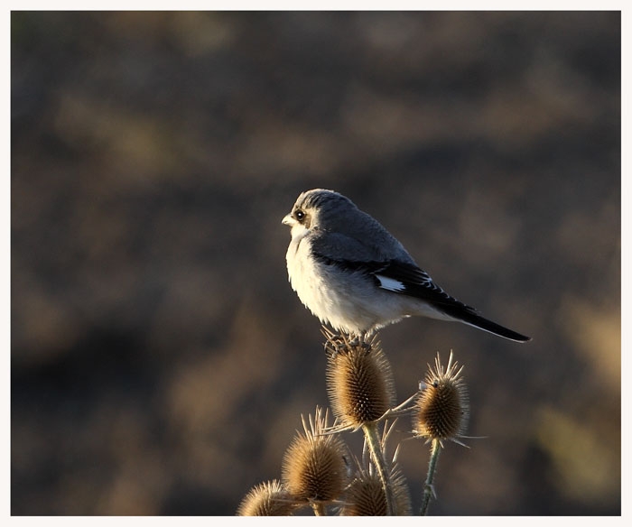 Lesser Grey Shrike