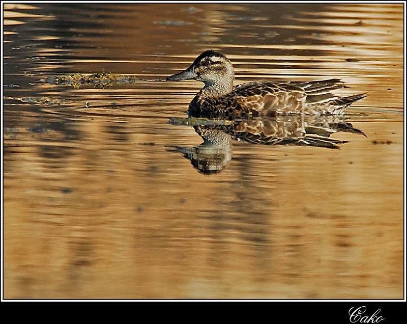 Garganey