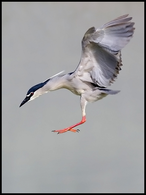 Black-crowned Night Heron