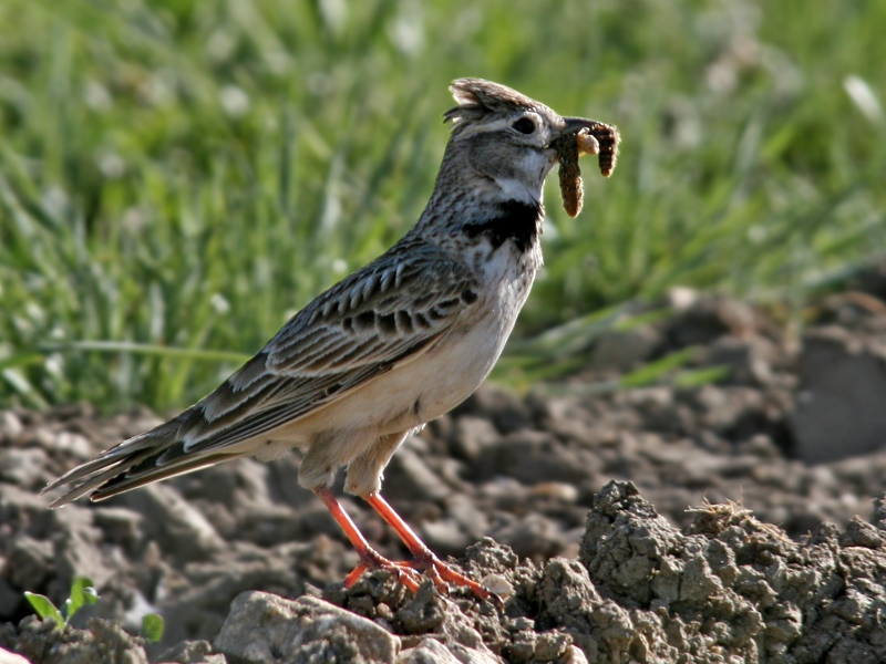 Calandra Lark