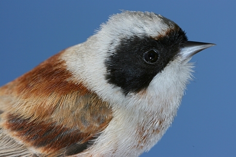 Eurasian Penduline Tit
