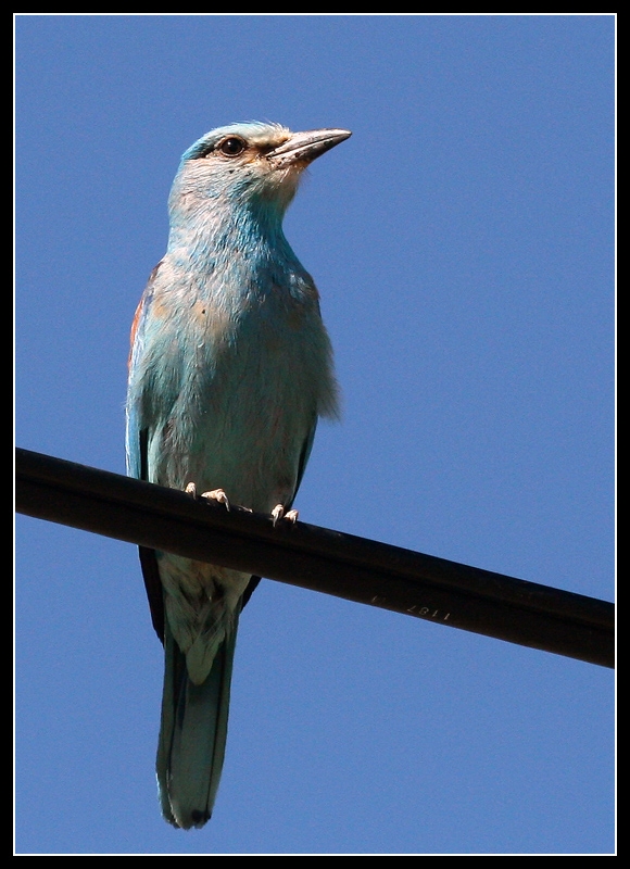 European Roller