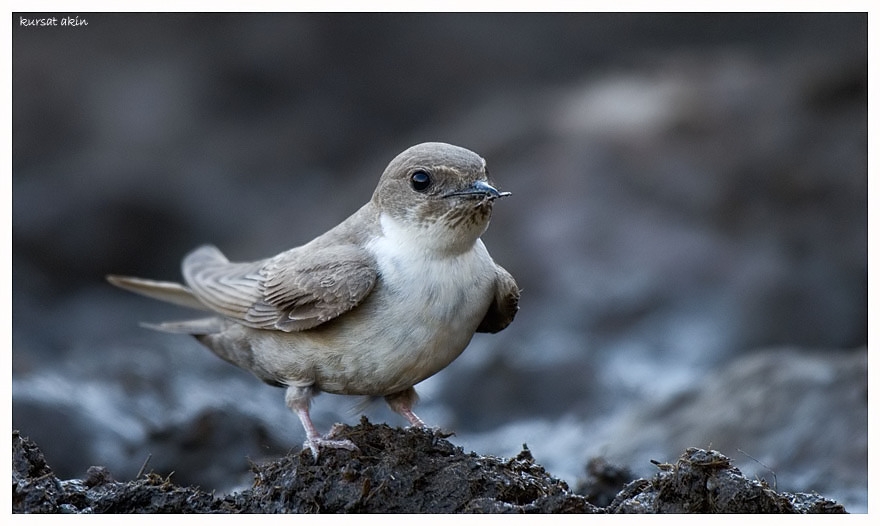 Eurasian Crag Martin
