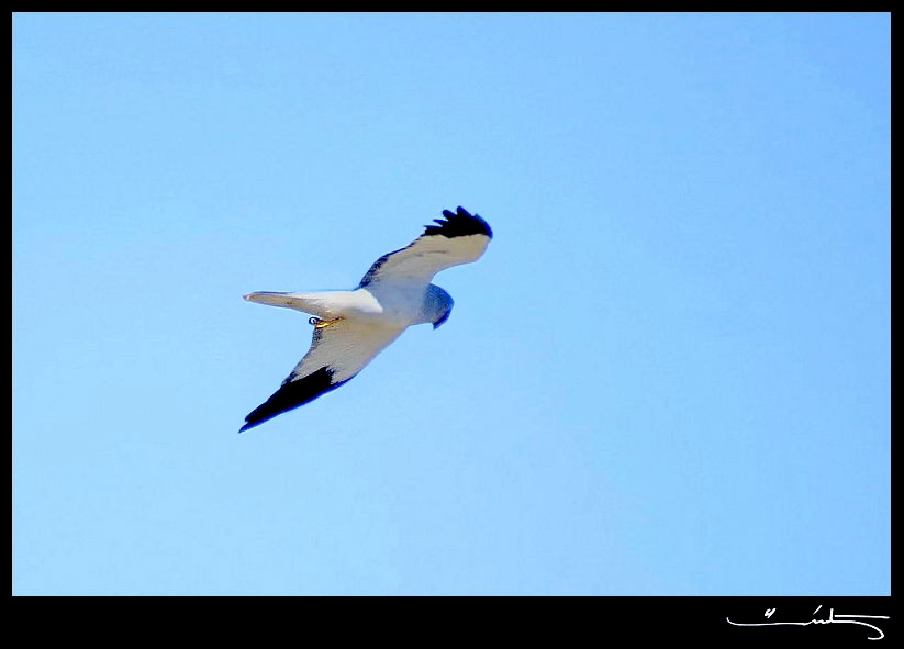 Hen Harrier