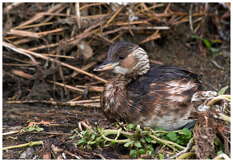 Little Grebe