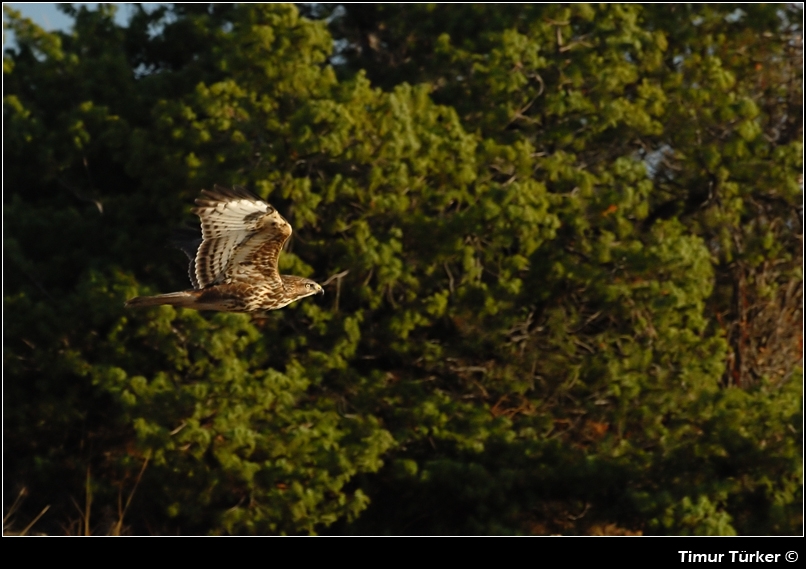 Common Buzzard