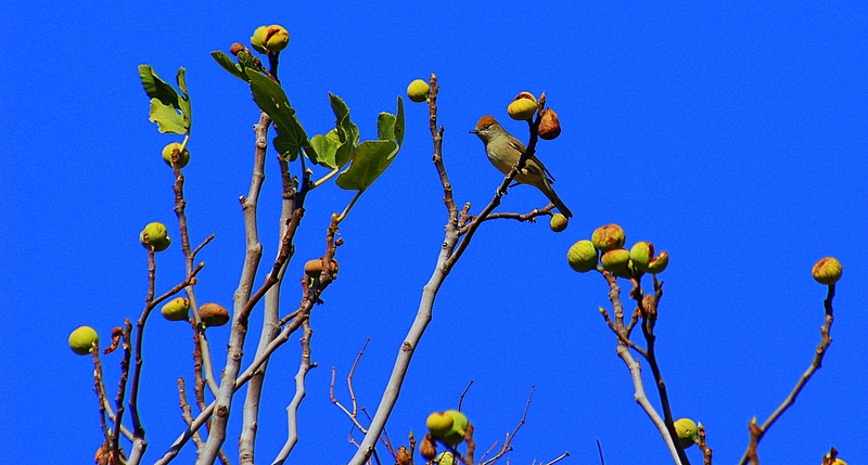 Eurasian Blackcap