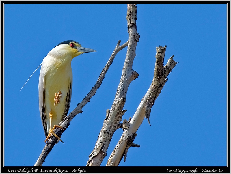 Black-crowned Night Heron