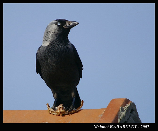 Western Jackdaw