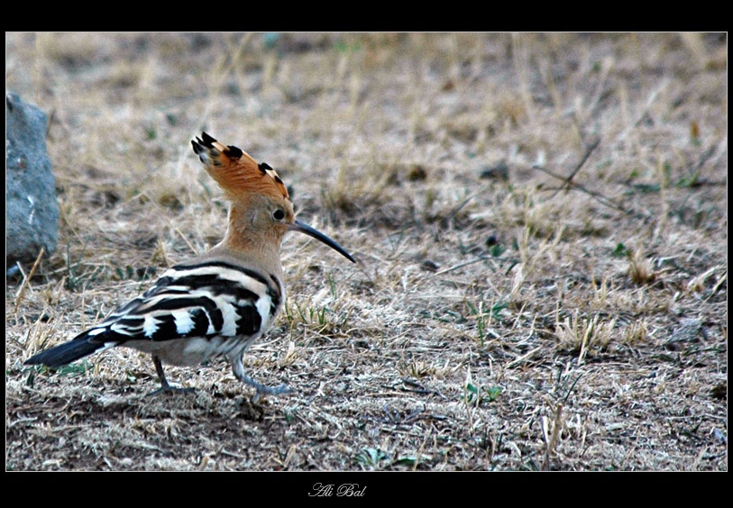 Common Hoopoe