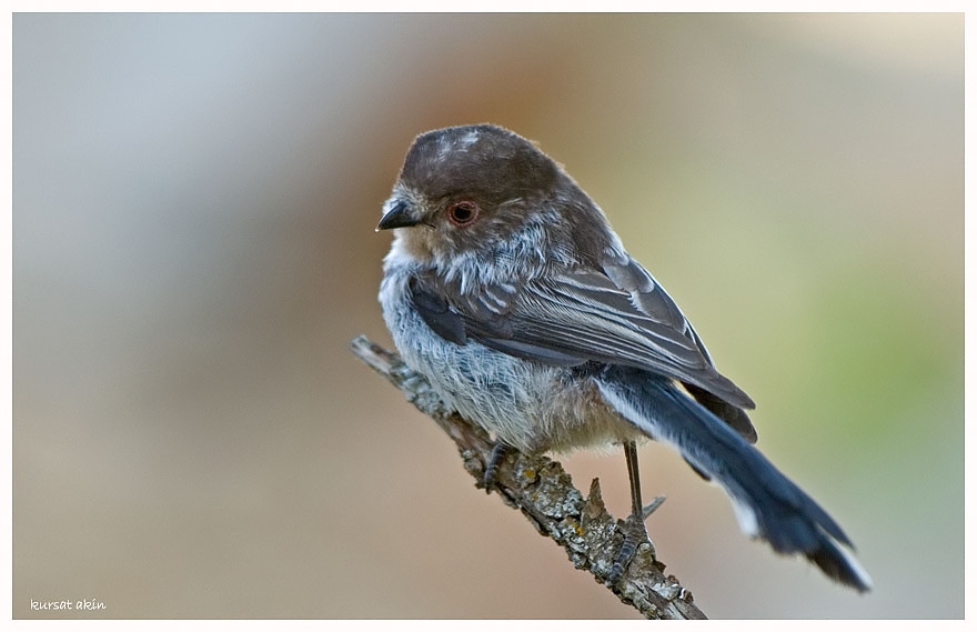 Long-tailed Tit