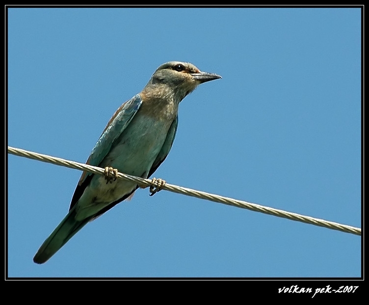 European Roller