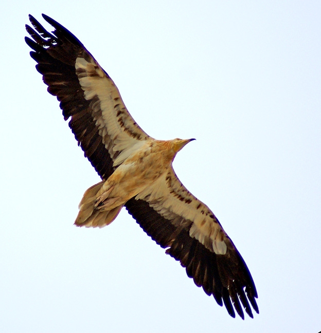 Egyptian Vulture